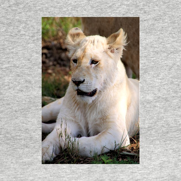 Adolescent Male White Lion by Carole-Anne